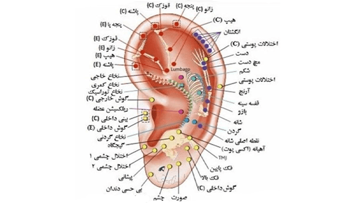 سرفصل های دوره آموزشی ماساژ رفلکسولوژی